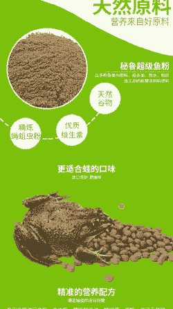 牛蛙吃什么饲料