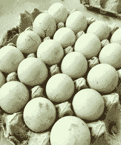 什么鸡下绿壳鸡蛋