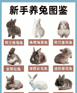 什么兔子最好养