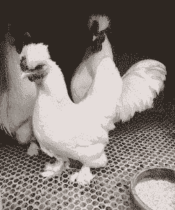 白色的鸡是什么品种