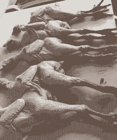 黑腿鸡是什么品种