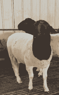 黑头羊是什么品种