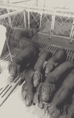 苏太母猪是什么品种