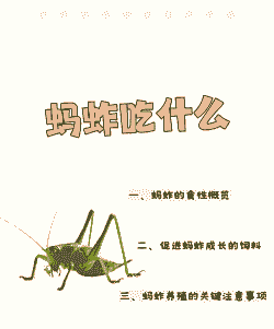 蝗虫吃什么