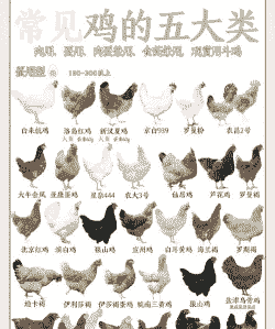 种鸡是什么意思