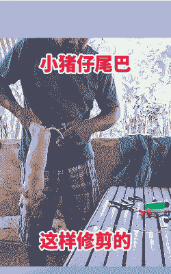 猪为什么要剪尾巴