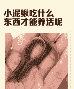 养泥鳅喂什么东西