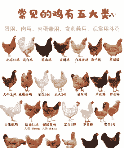 鸡有什么品种