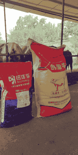 牛吃什么饲料好