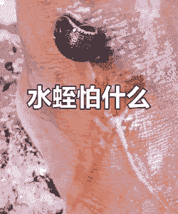水蛭怕什么