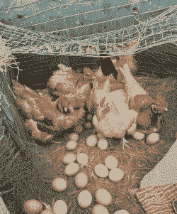 鸡吃什么下蛋多