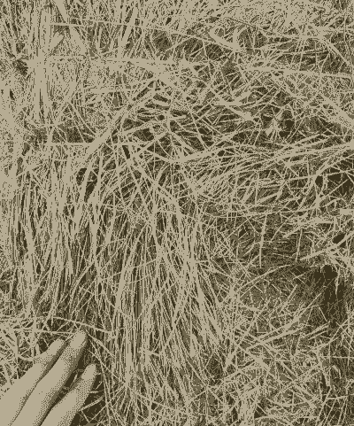 养羊种什么草好