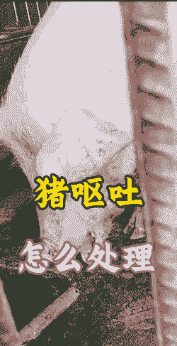 母猪产后不吃吐