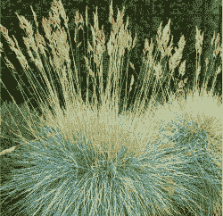 养羊种什么草最好