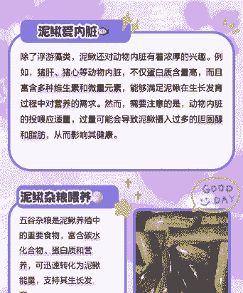 泥鳅喂什么饲料