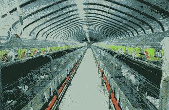 养殖什么最有前景