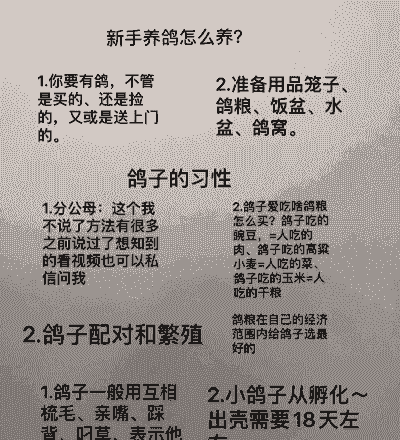 养鸽子要注意什么