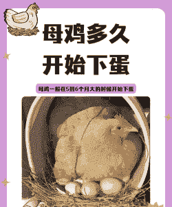 小鸡什么时候下蛋