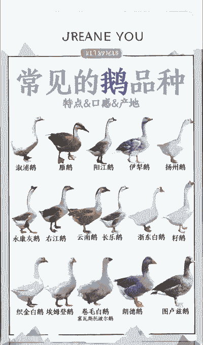 鹅都有什么品种