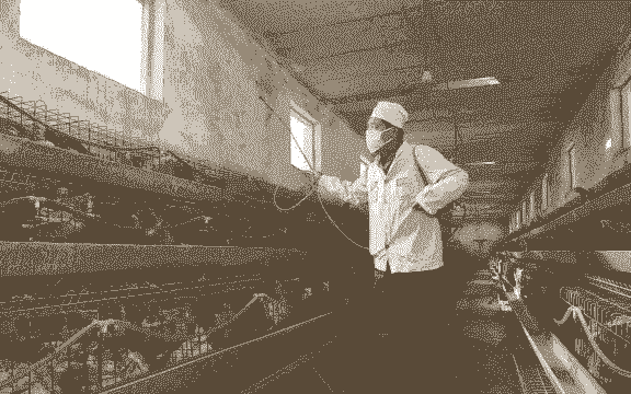 养鸡场用什么消毒