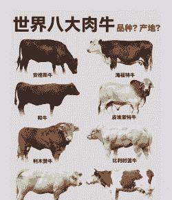 肉牛是什么牛