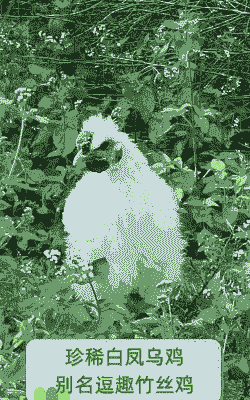 竹丝鸡是什么鸡