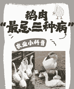鹅容易得什么病