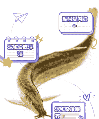 泥鳅最爱吃什么