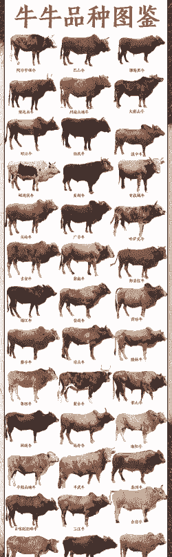 黄牛有什么特点