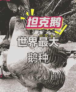 什么品种的鹅最大