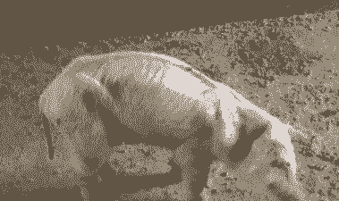 猪转圈是什么病