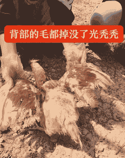 鸡为什么吃鸡毛