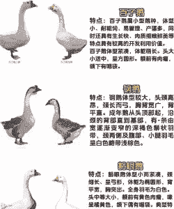 白鹅的特点是什么