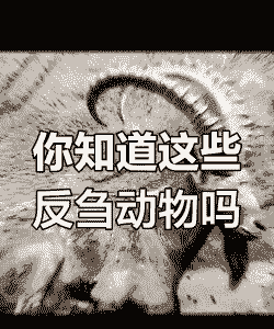 什么动物会反刍