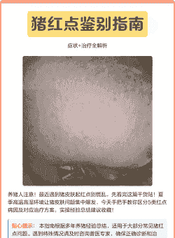 猪身上发红是什么病