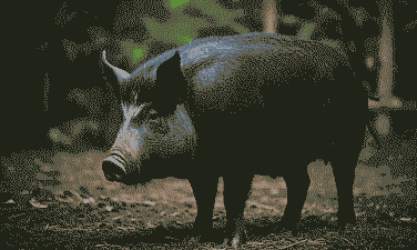 黑色的猪是什么品种