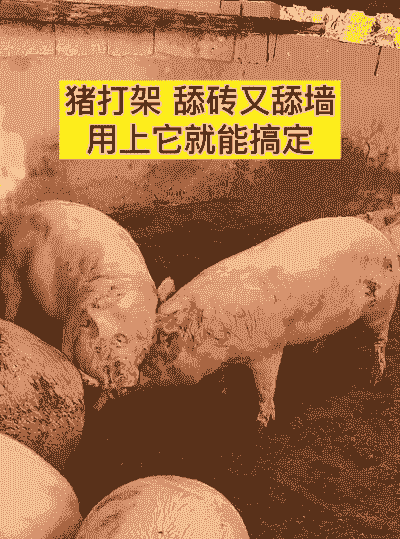 猪打架是什么原因