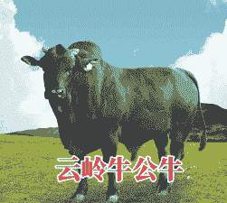 南方适合养什么牛