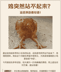 鸡站不起来是什么病