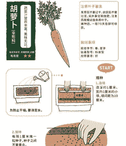 什么时候种胡萝卜好