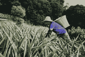 广东种植什么最赚钱