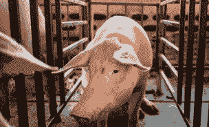 猪磨牙是什么原因