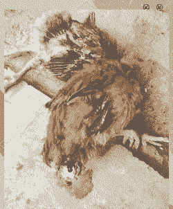 鸡瘫痪是什么病