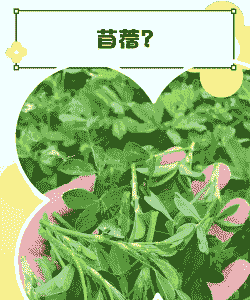 苜蓿什么时候播种