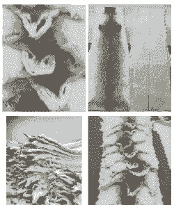 水貂毛皮是什么