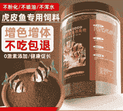虎皮鱼吃什么饲料
