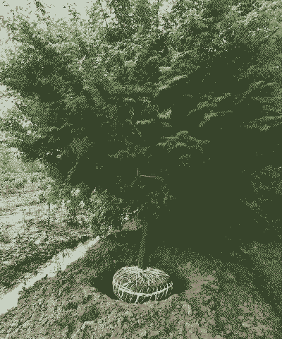 养鸡适合种什么树