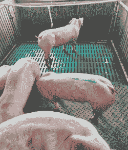 育肥猪是什么意思