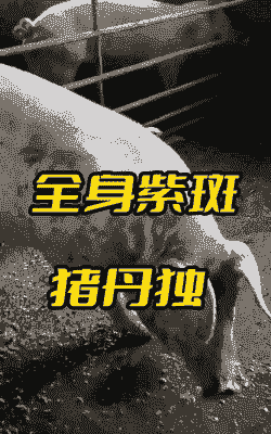 猪全身发紫是什么病