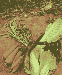 农村种什么菜最赚钱